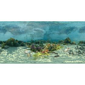 3D Ocean floor coral reefs  Shoal of fish